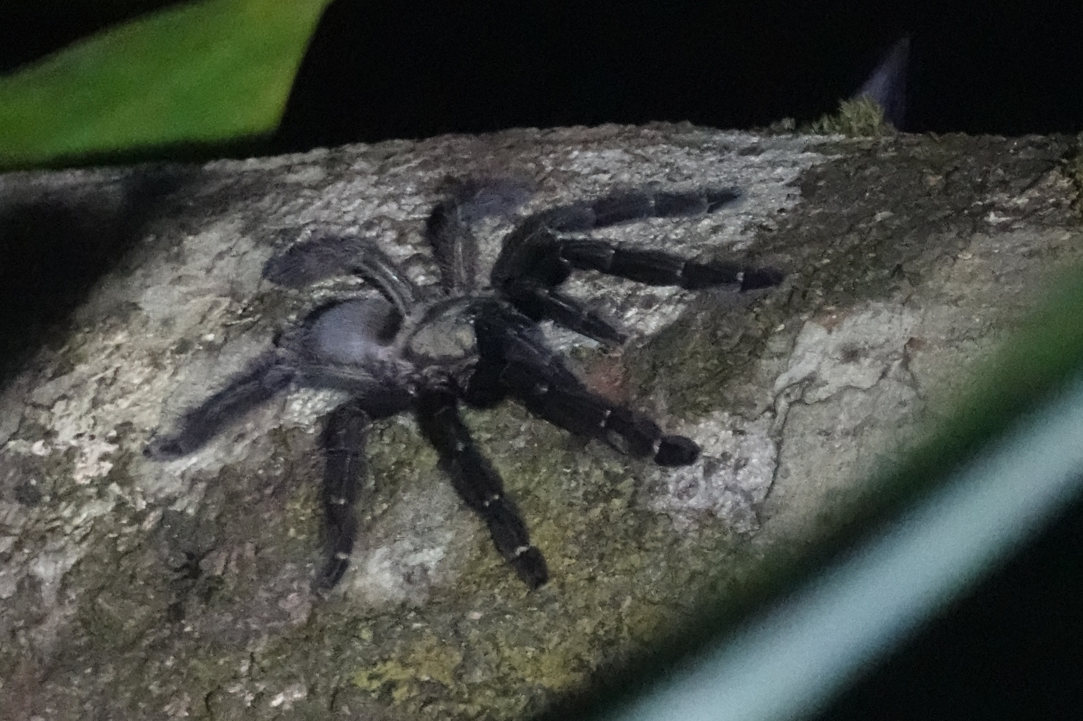Mygale dans la forêt
